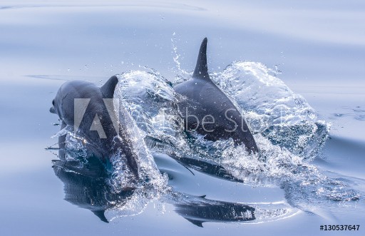 Picture of Whale watching